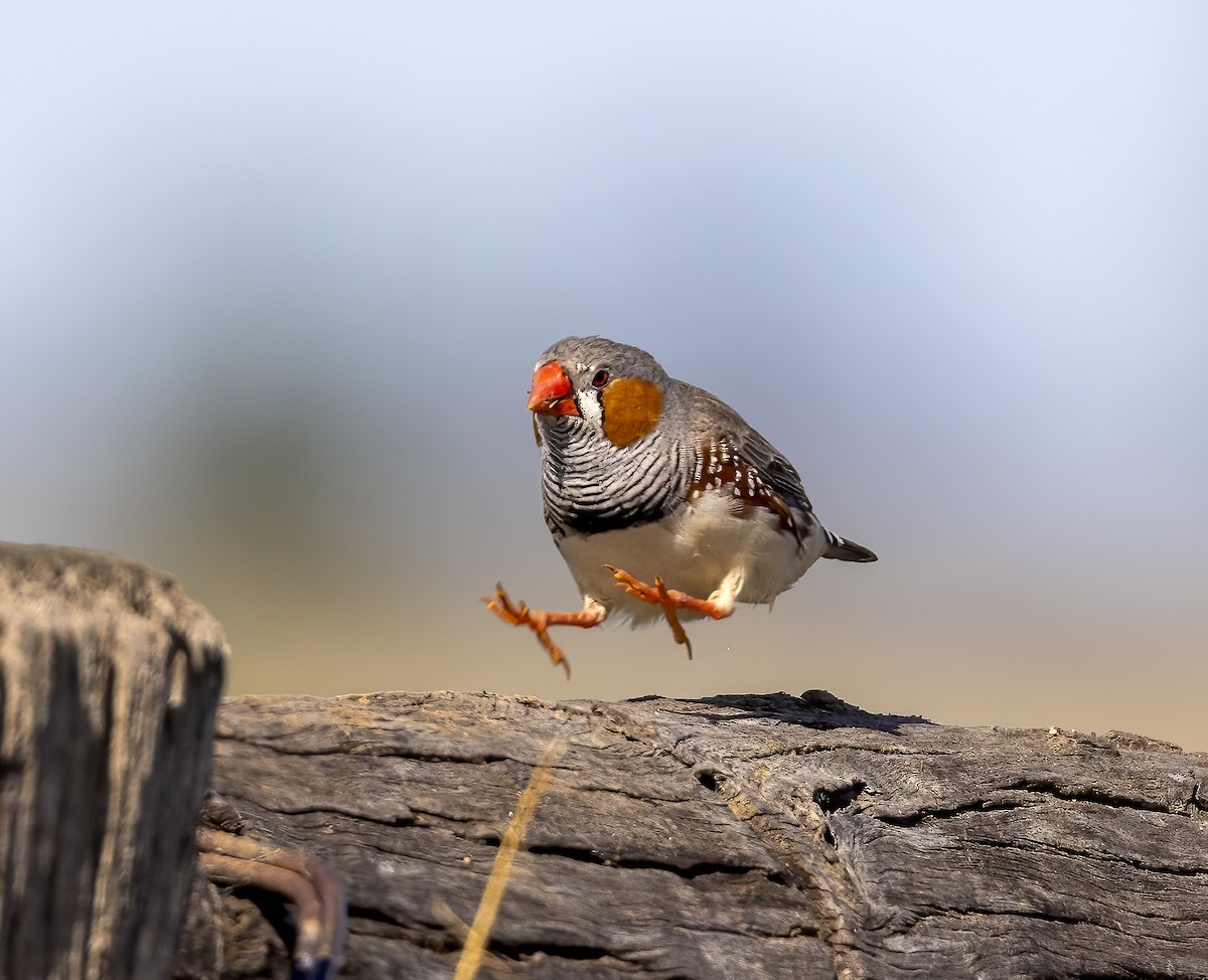 Zebra Finch - ML611894164