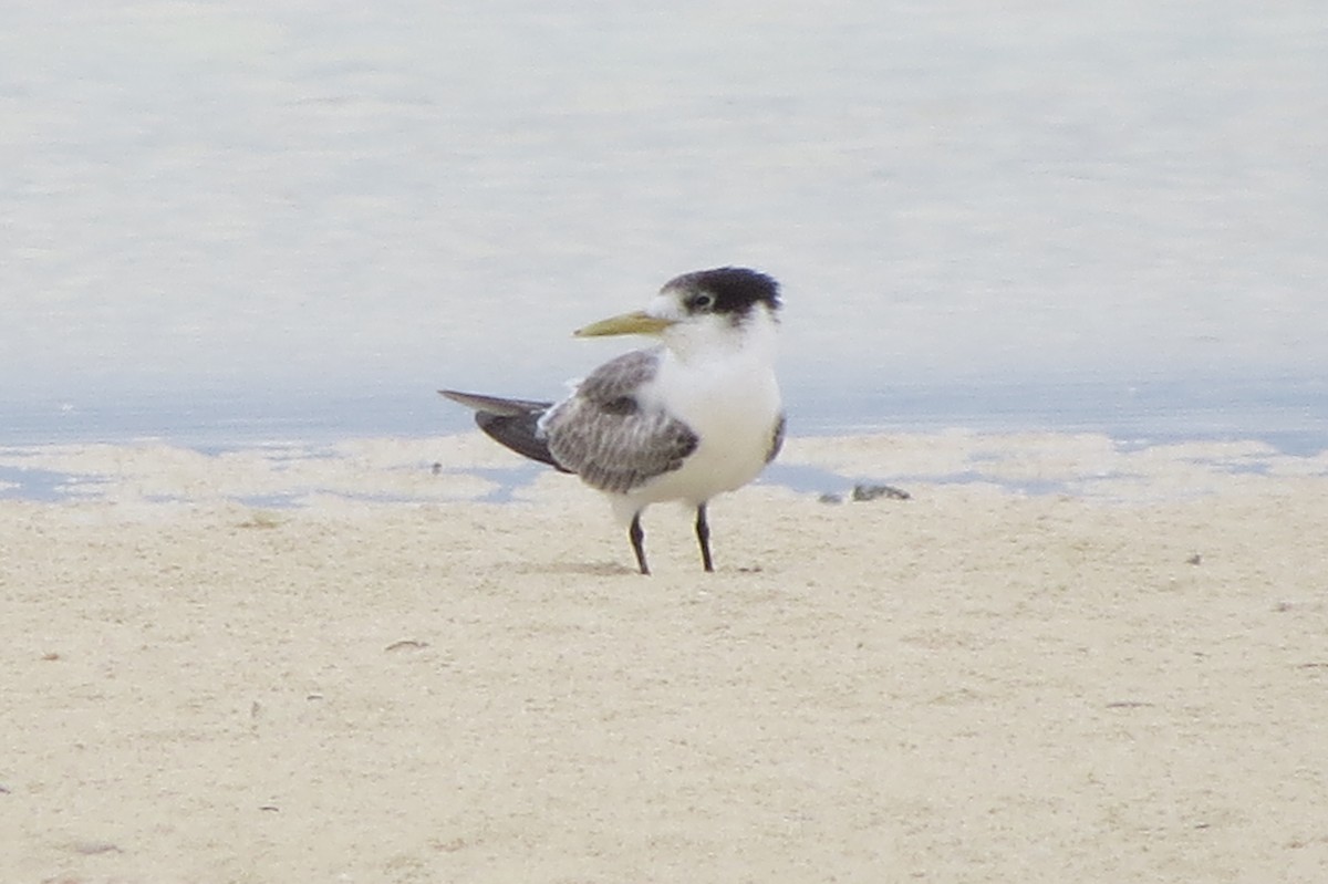 Great Crested Tern - Niro Nobert