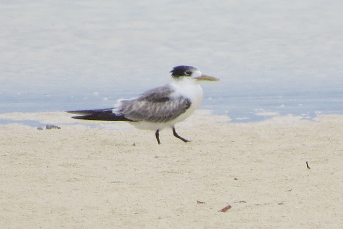 Great Crested Tern - Niro Nobert