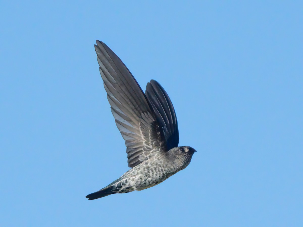 Gray-rumped Swiftlet - Michael Sanders