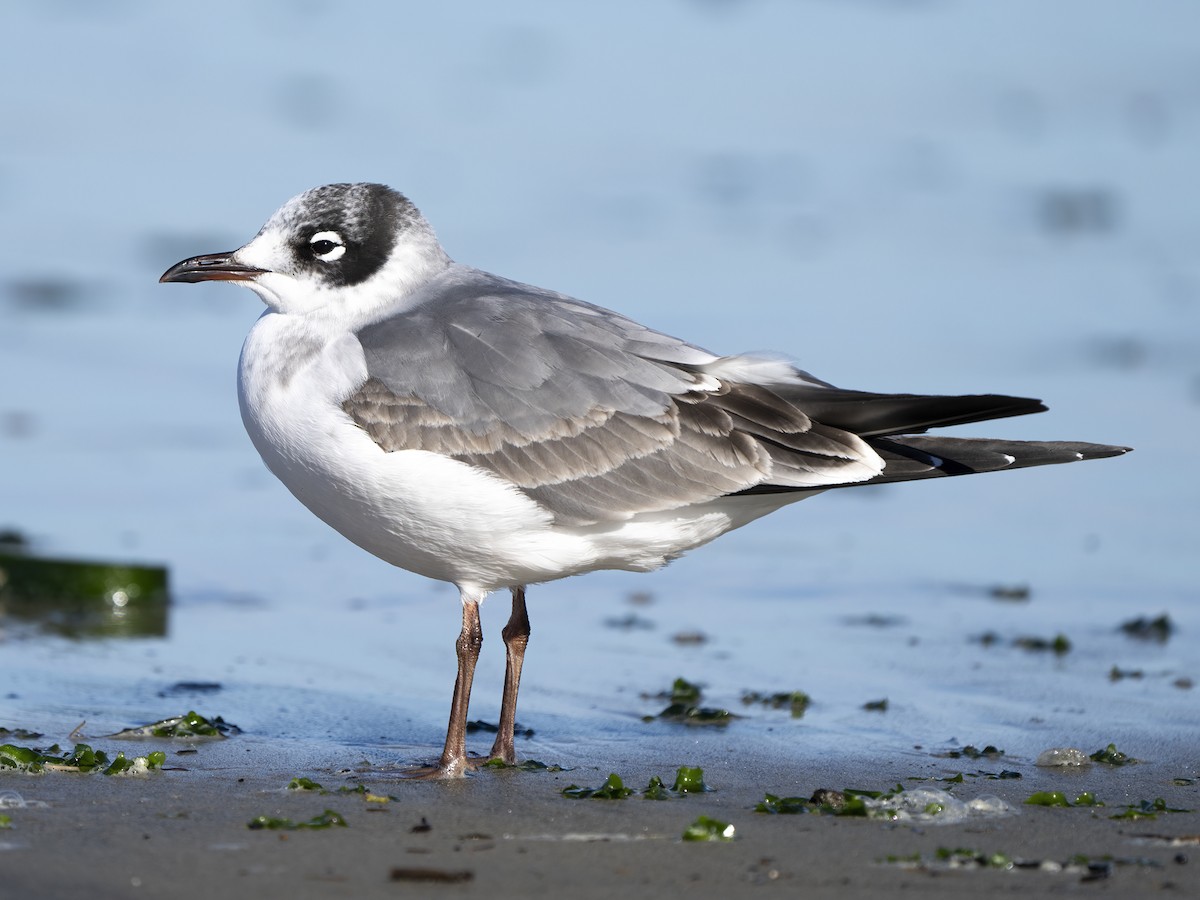 Franklin's Gull - ML611894438