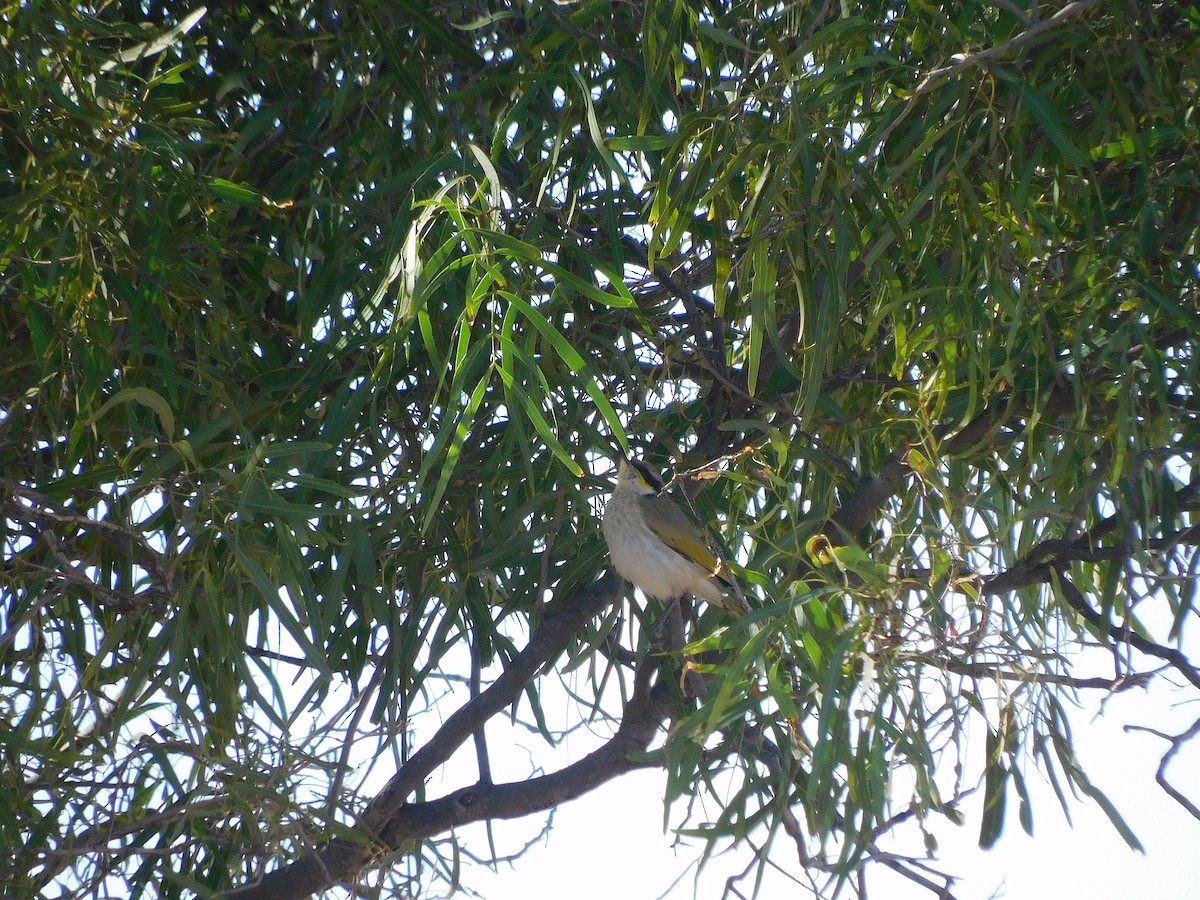 Singing Honeyeater - ML611894489