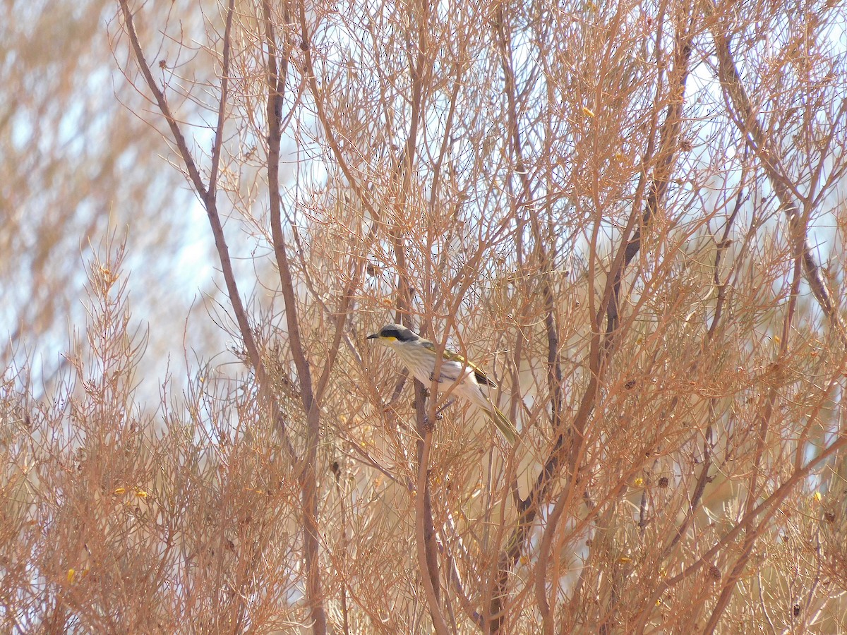 Singing Honeyeater - ML611894537