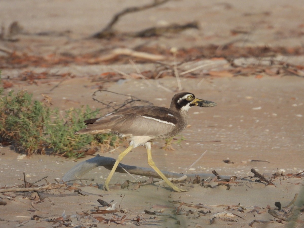 Beach Thick-knee - ML611894579