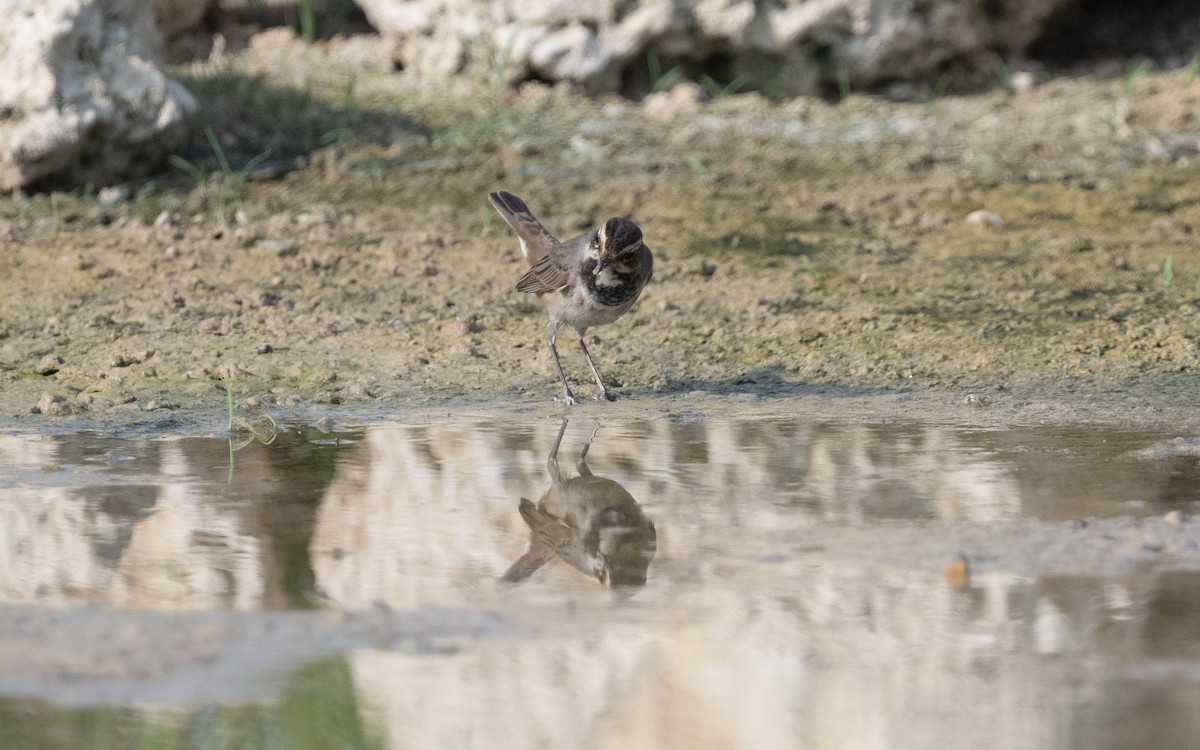 Bluethroat - ML611894739