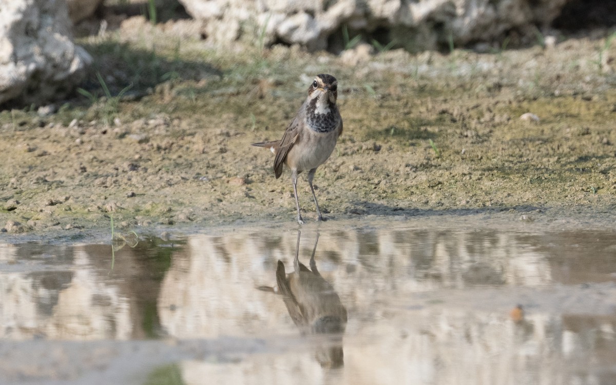 Bluethroat - ML611894740