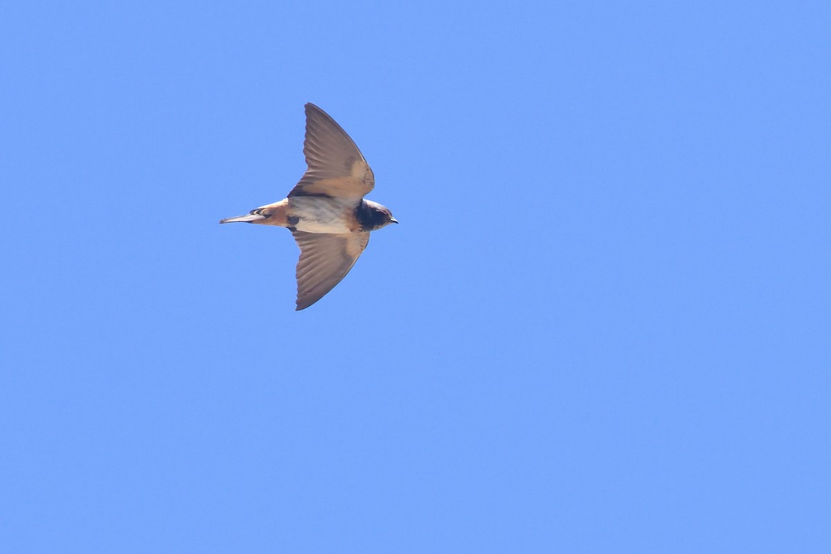 South African Swallow - ML611894894