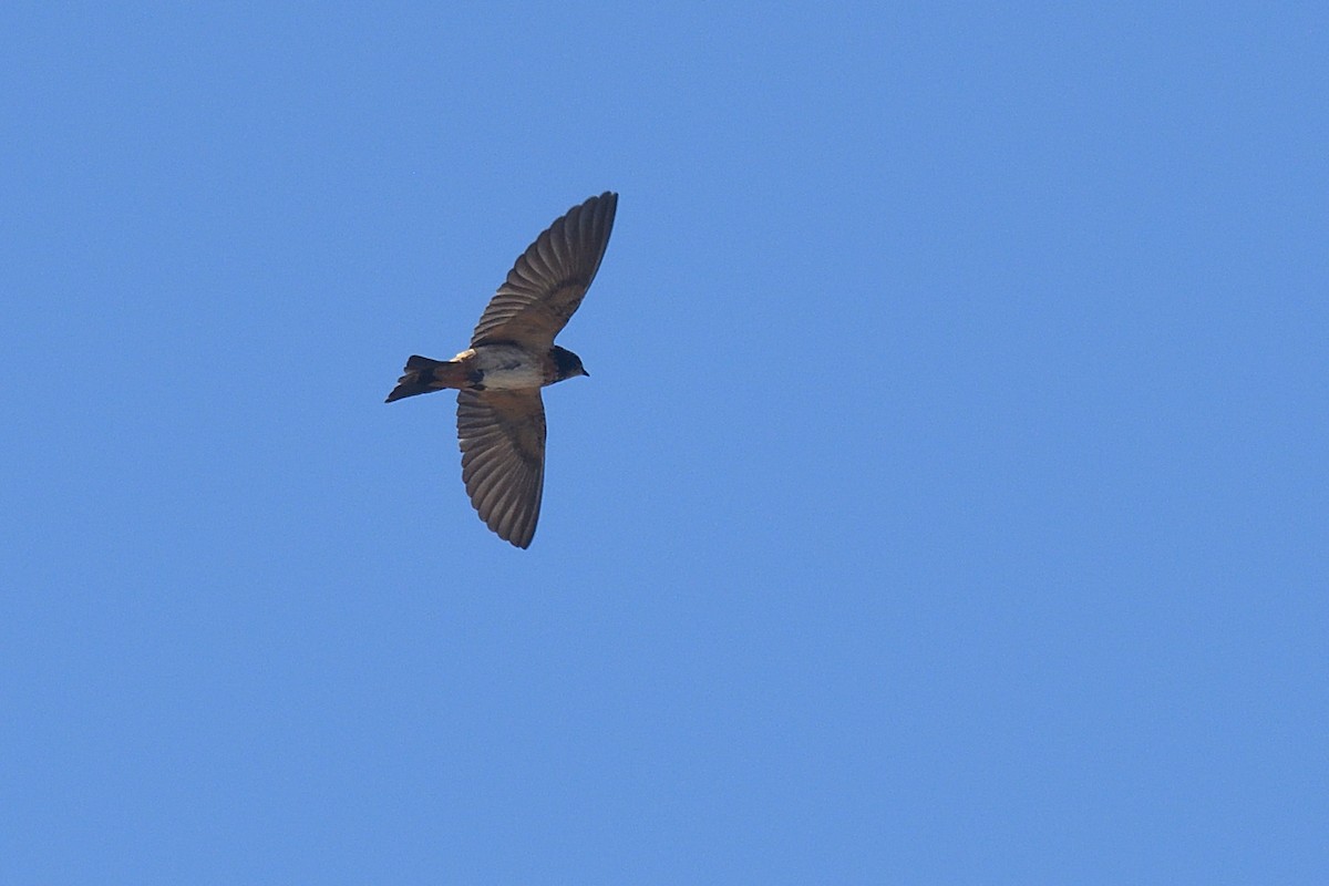 South African Swallow - ML611894895