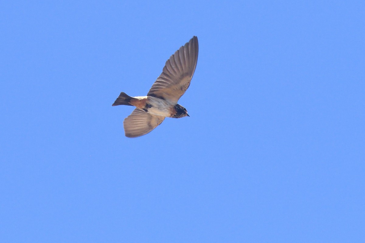 South African Swallow - ML611894897