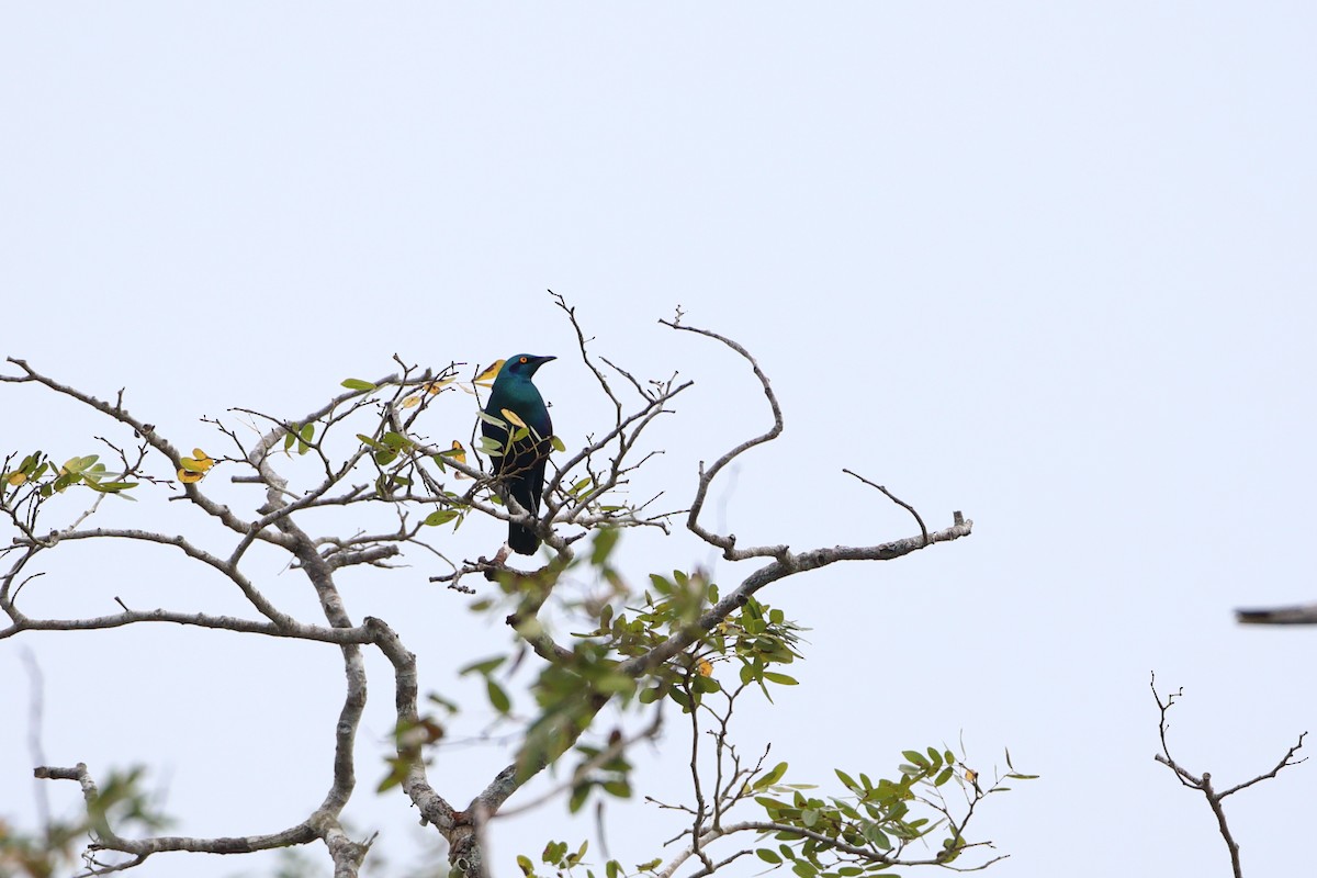 Greater Blue-eared Starling - ML611894981