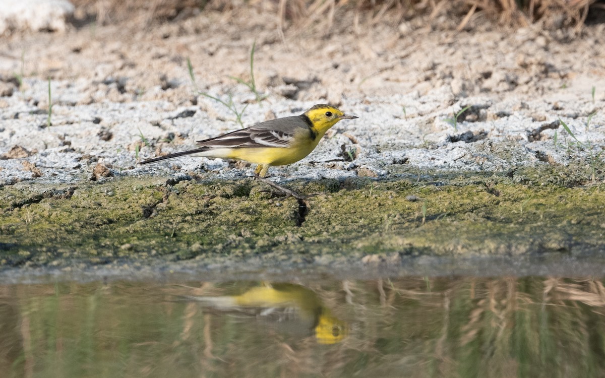 Citrine Wagtail - ML611894986