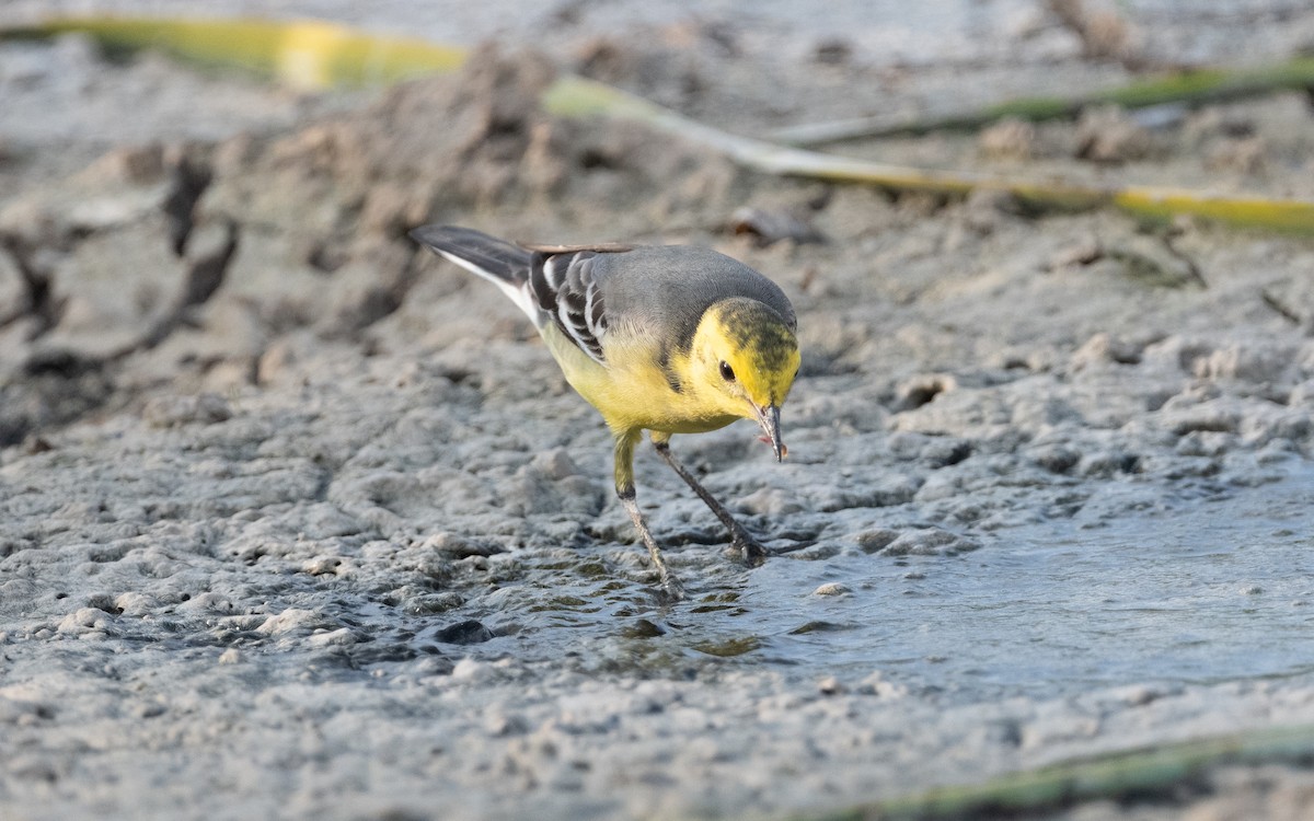 Citrine Wagtail - ML611894993
