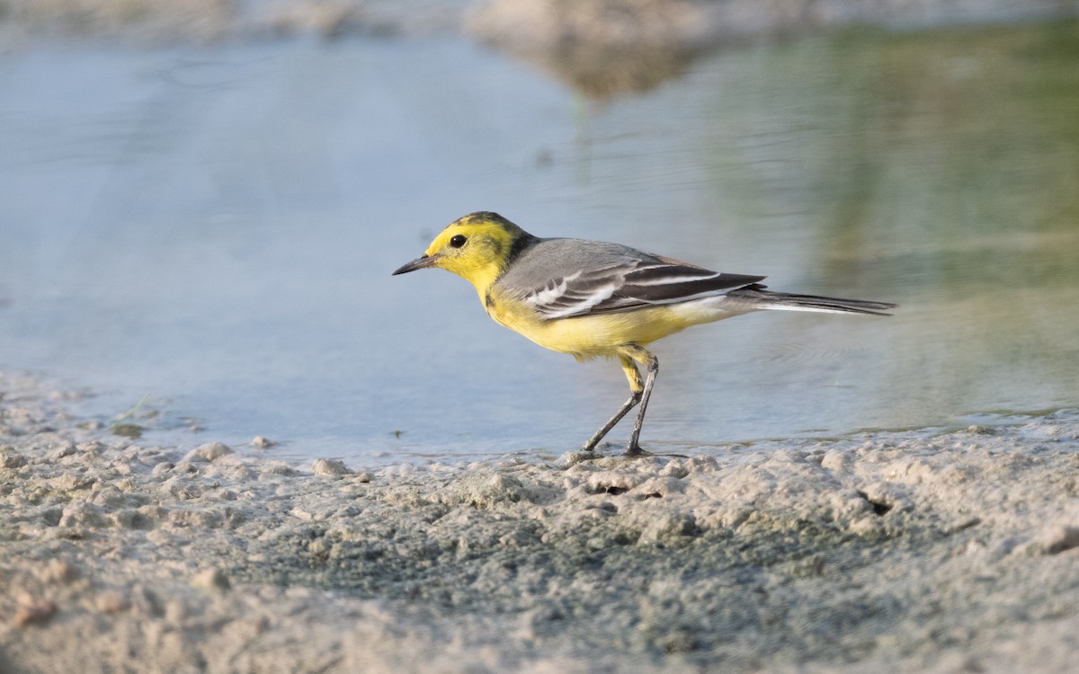 Citrine Wagtail - ML611894994