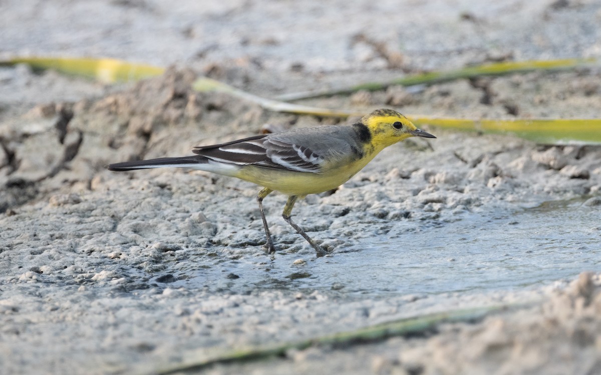 Citrine Wagtail - ML611894995