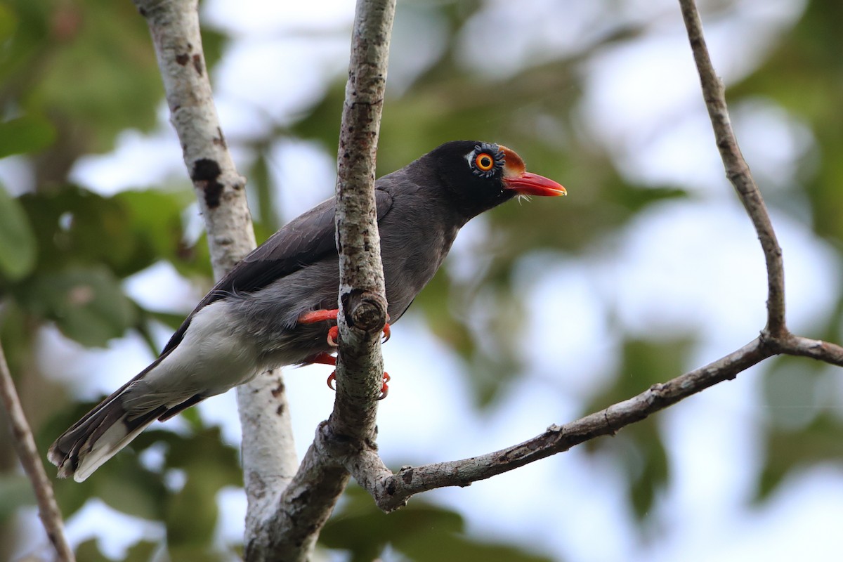 Chestnut-fronted Helmetshrike - ML611895004