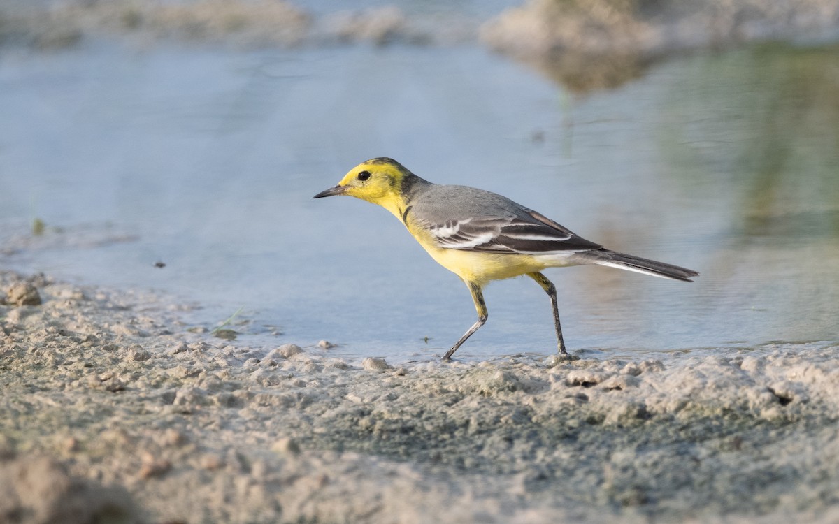 Citrine Wagtail - ML611895005