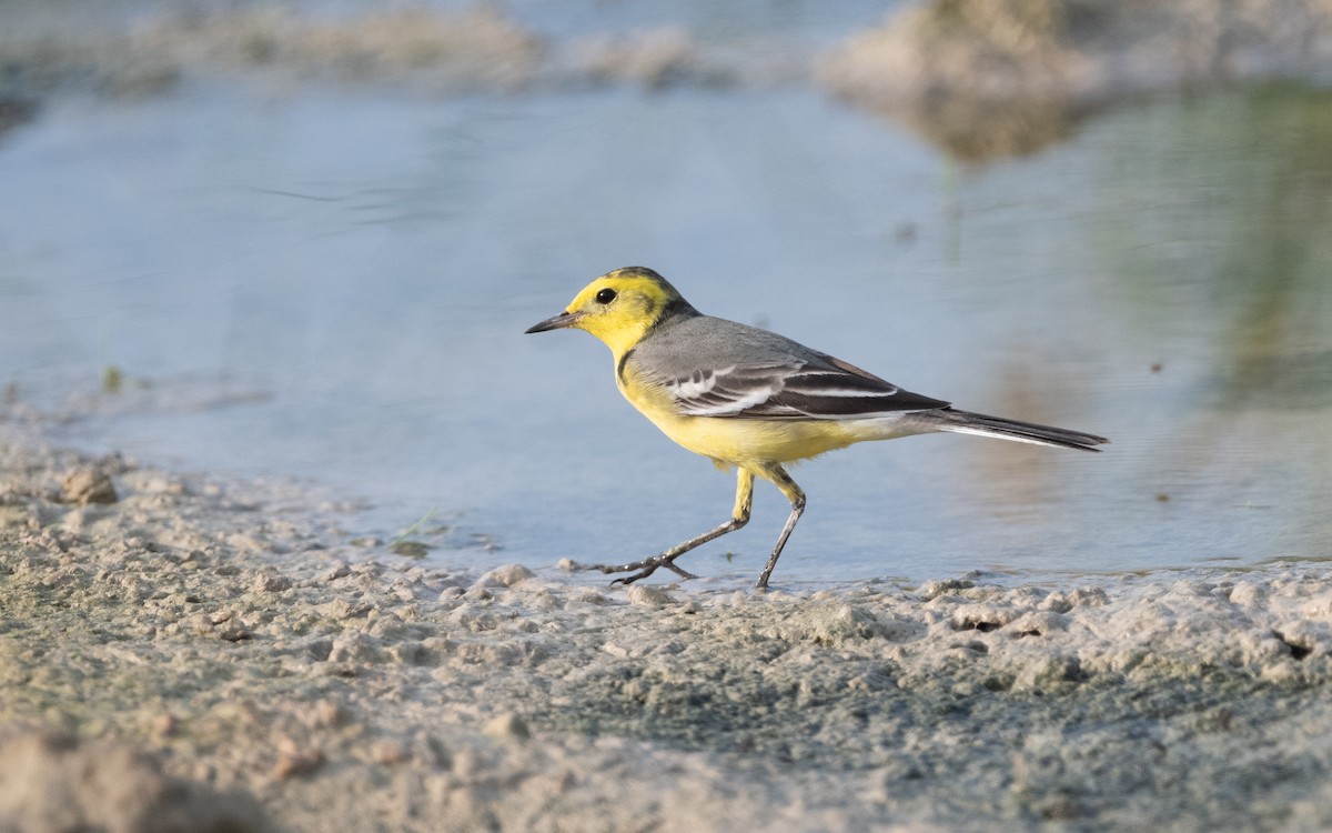 Citrine Wagtail - ML611895006