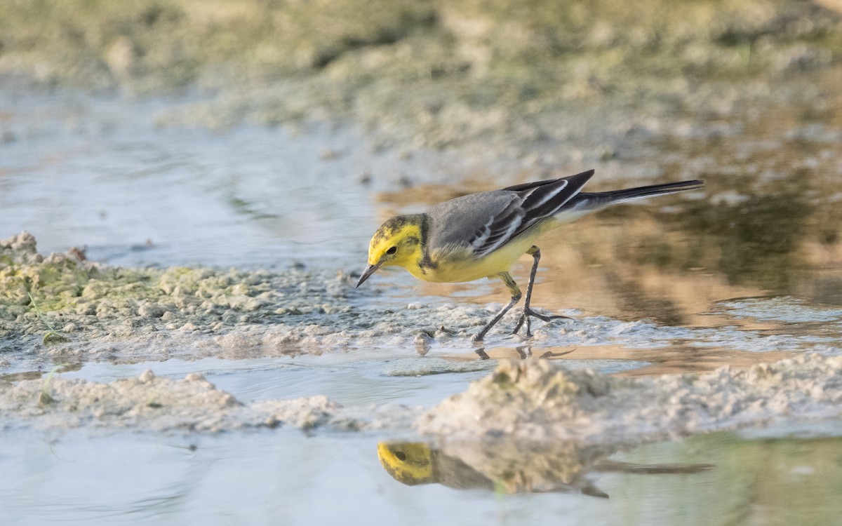 Citrine Wagtail - ML611895009