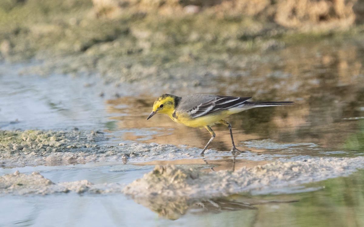 Citrine Wagtail - ML611895010