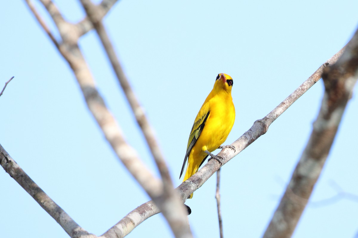 African Golden Oriole - ML611895032