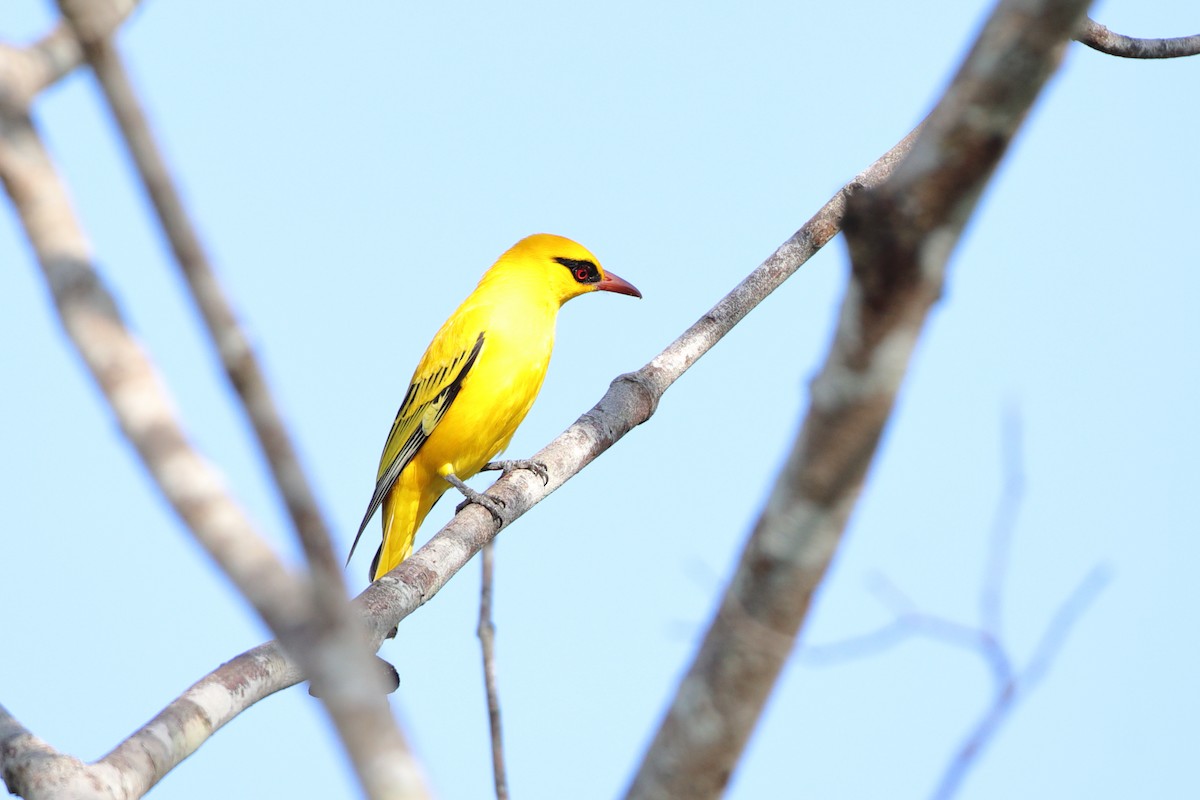 African Golden Oriole - Ohad Sherer