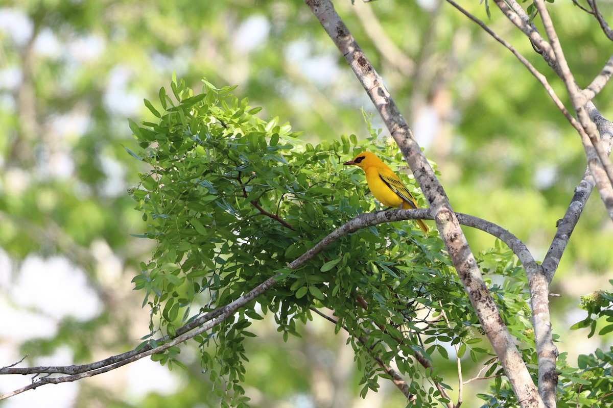 African Golden Oriole - ML611895034