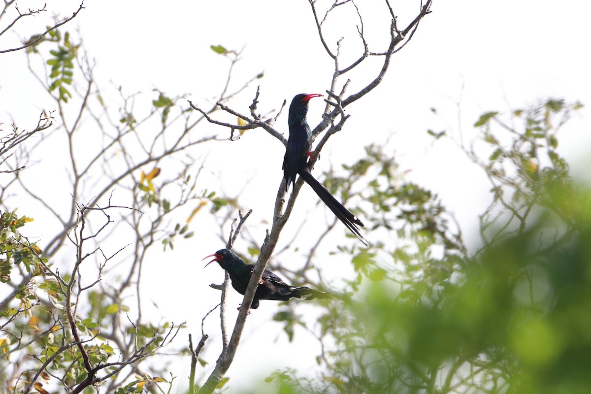 Green Woodhoopoe - ML611895075