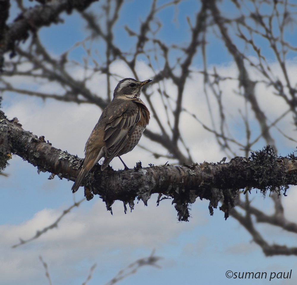 Dusky Thrush - ML611895105