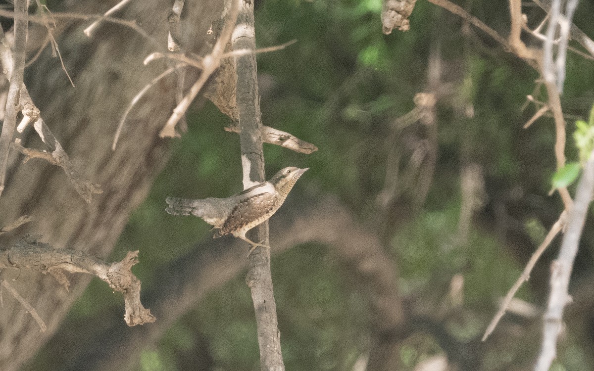 Eurasian Wryneck - ML611895161