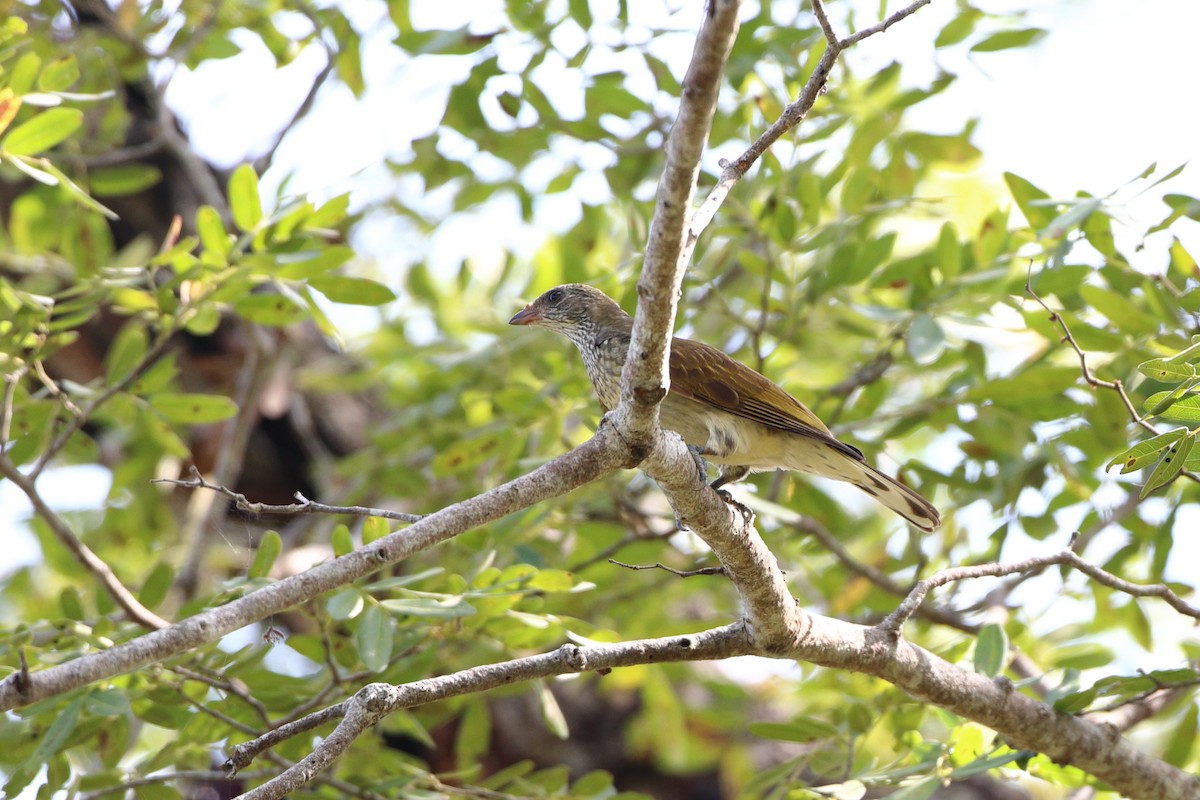 Scaly-throated Honeyguide - ML611895187