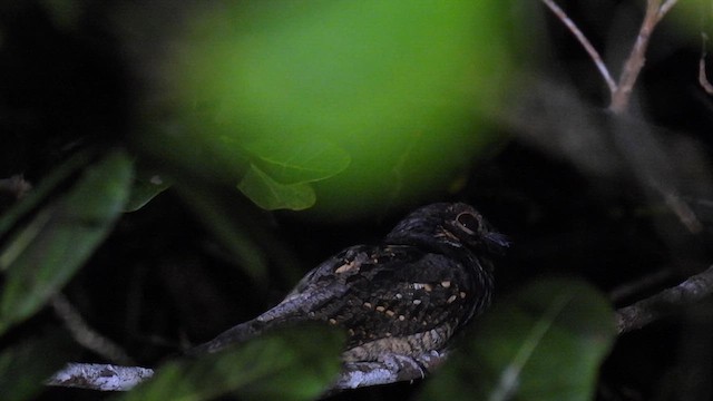 Andaman Nightjar - ML611895196