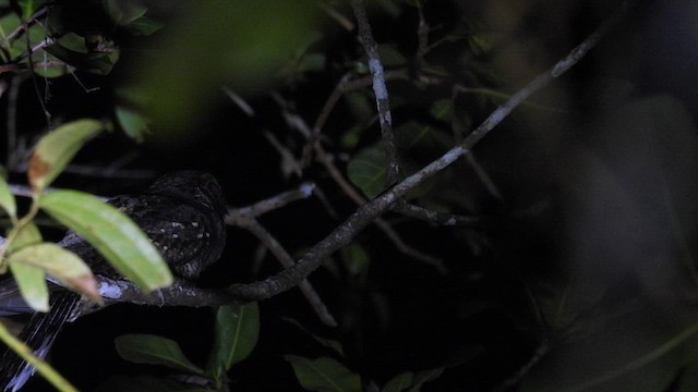 Andaman Nightjar - ML611895197