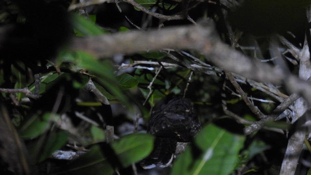 Andaman Nightjar - ML611895198