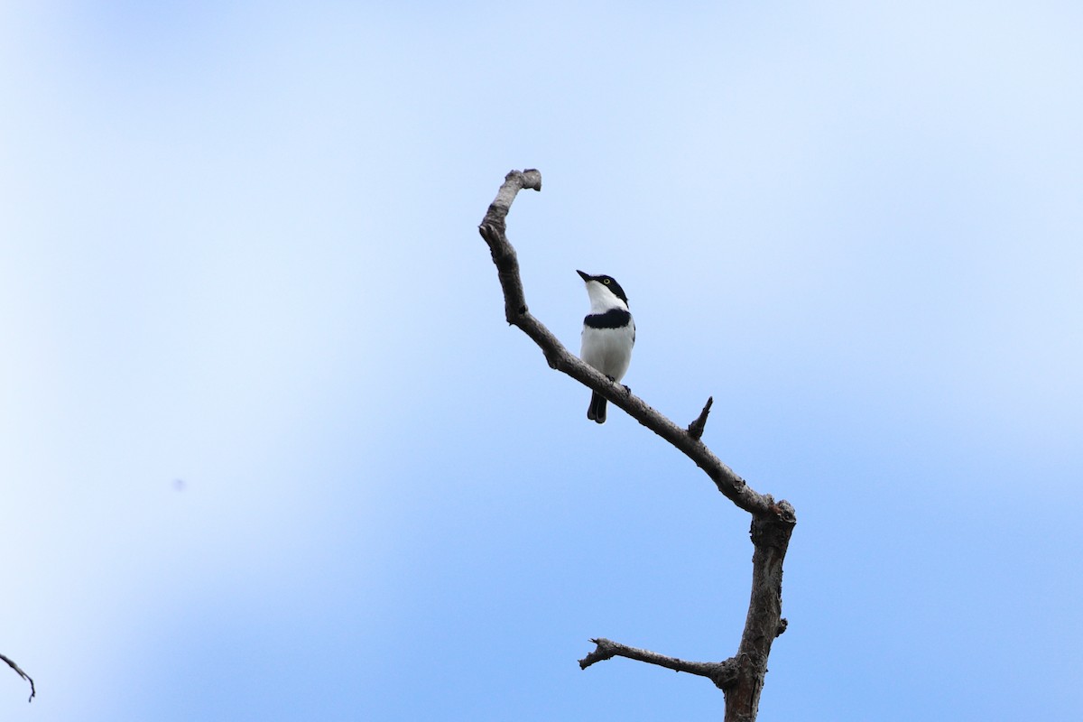 Pale Batis - Ohad Sherer