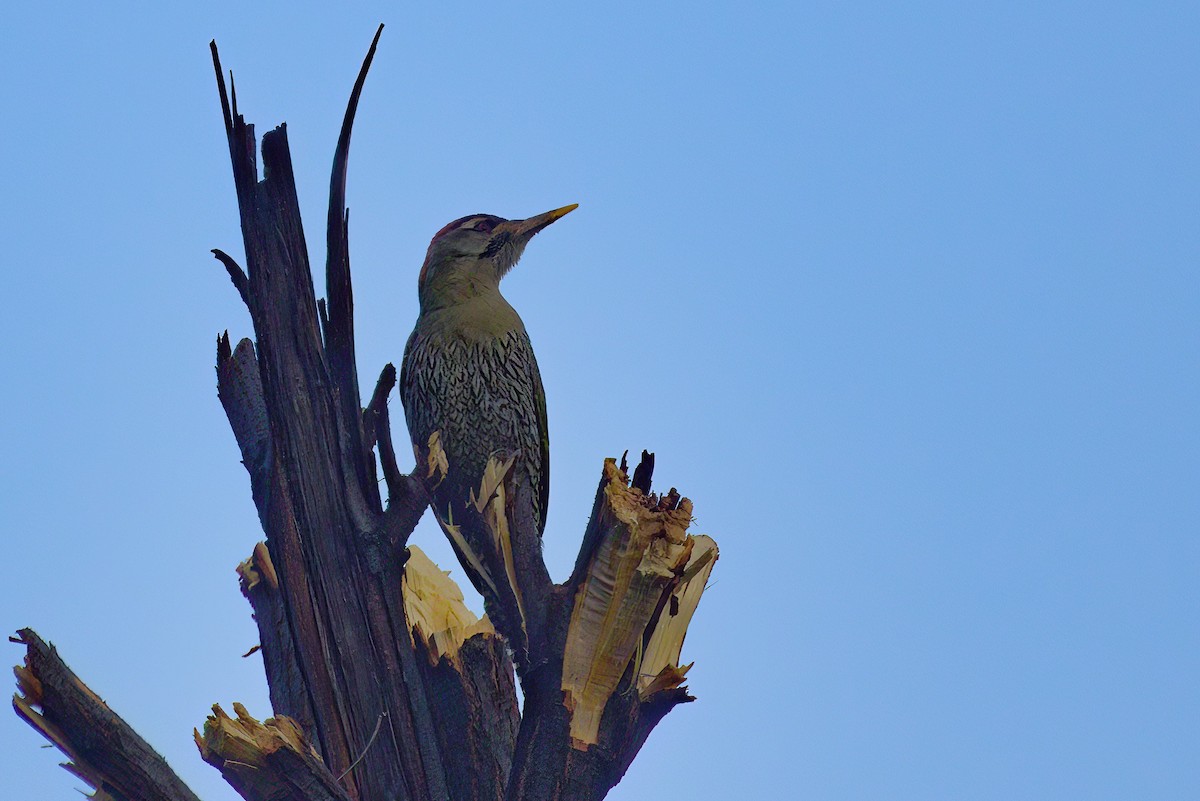 Scaly-bellied Woodpecker - Yogish Holla