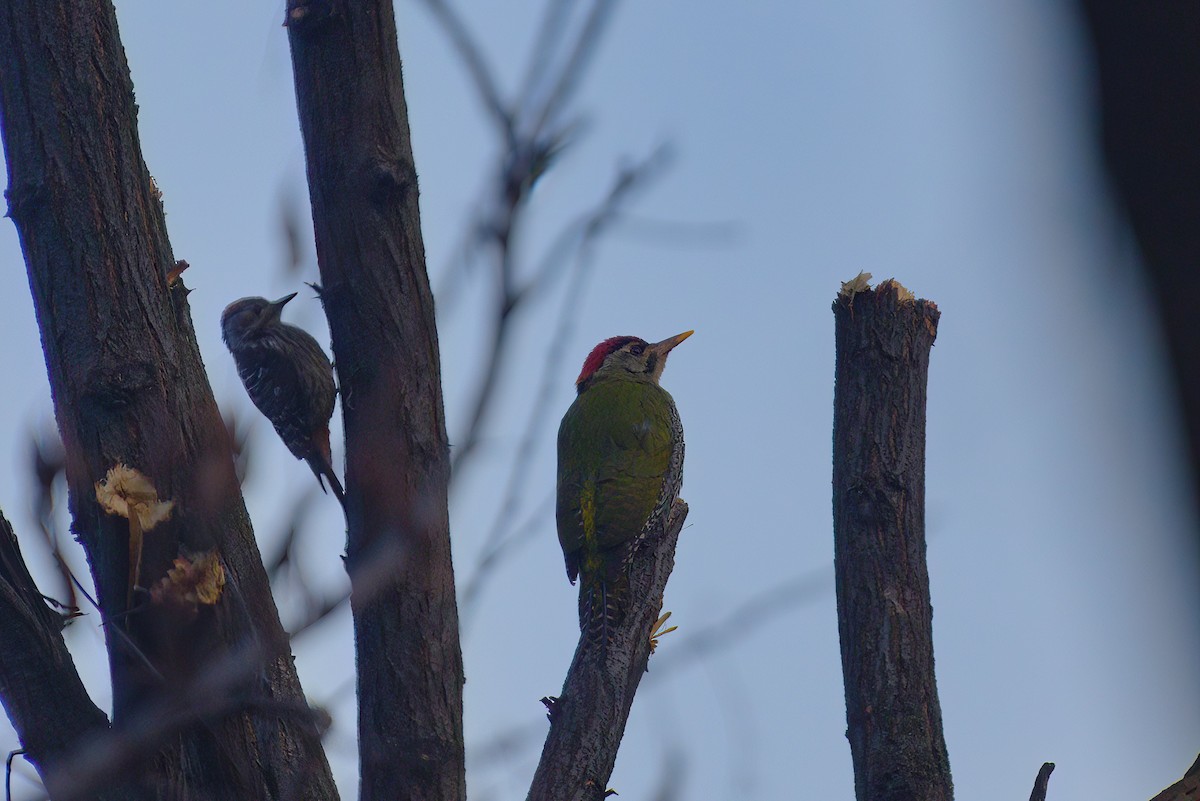 Scaly-bellied Woodpecker - Yogish Holla