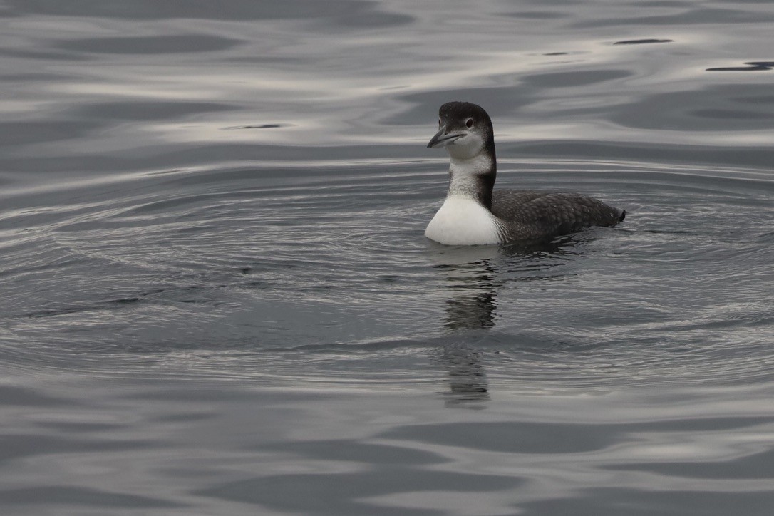 Common Loon - ML611895401