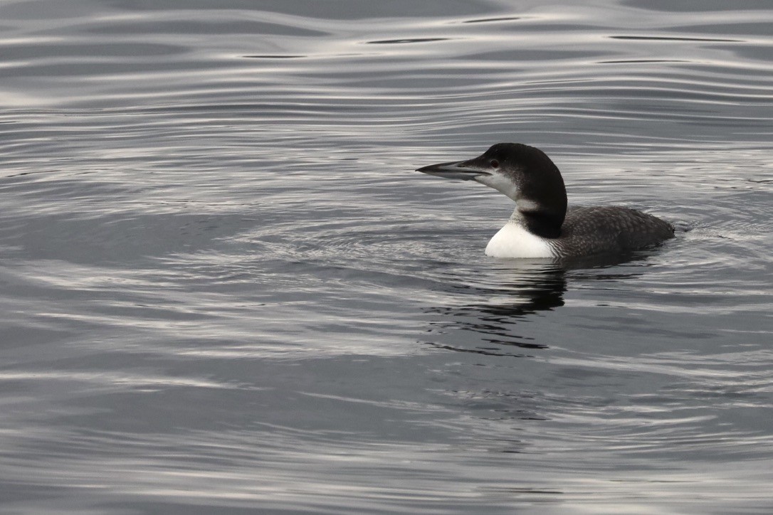 Common Loon - ML611895403