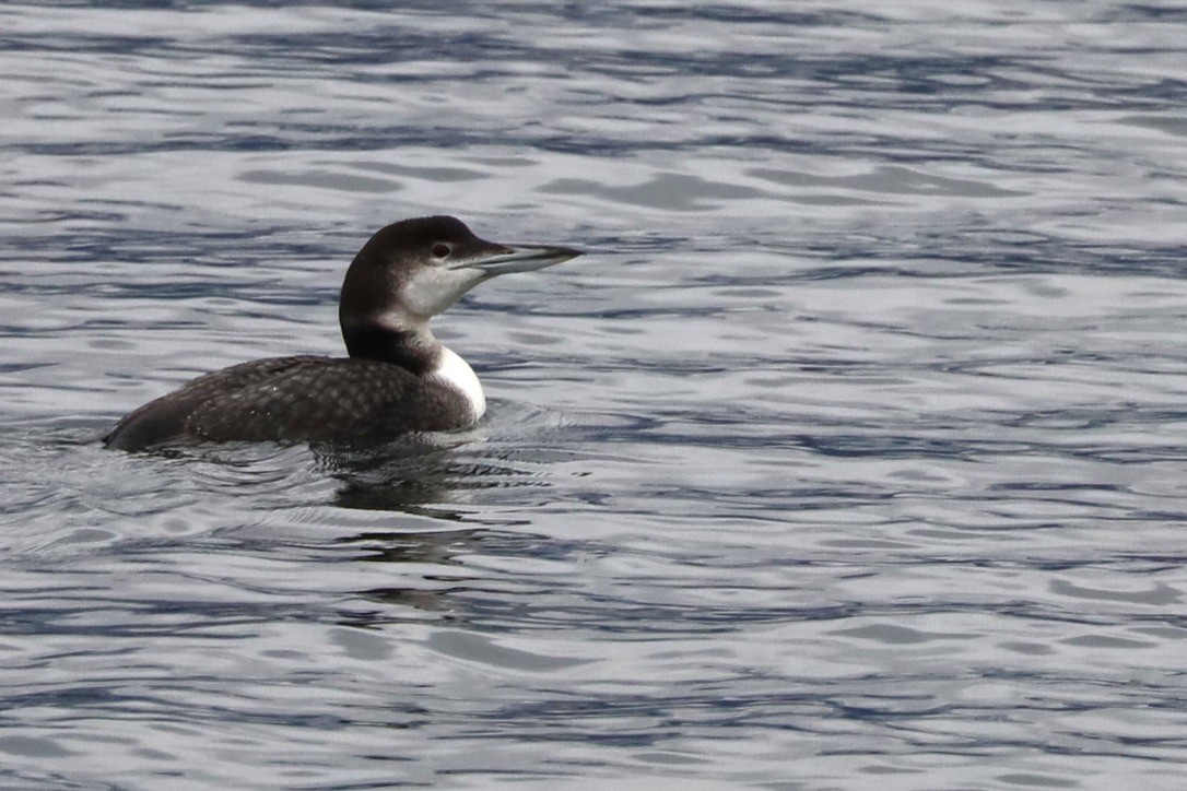 Common Loon - ML611895407