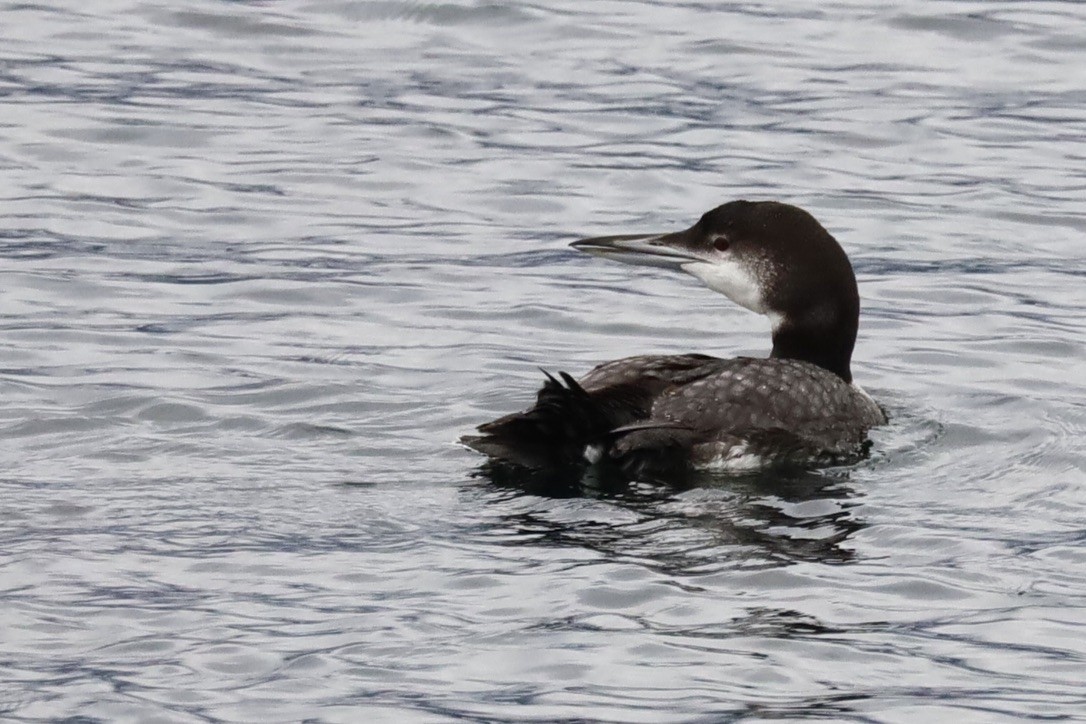 Common Loon - ML611895410