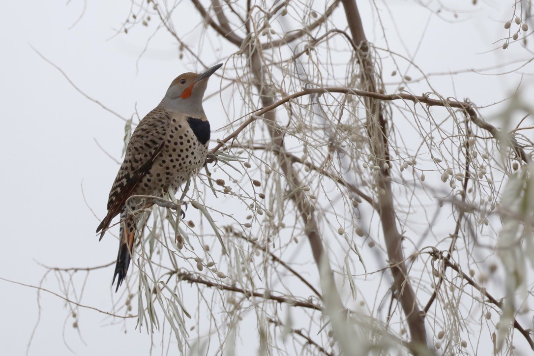Northern Flicker - ML611895418