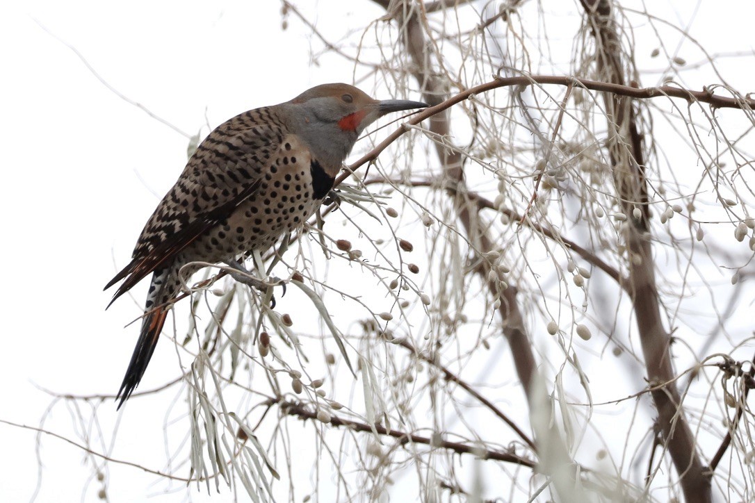 Northern Flicker - ML611895421