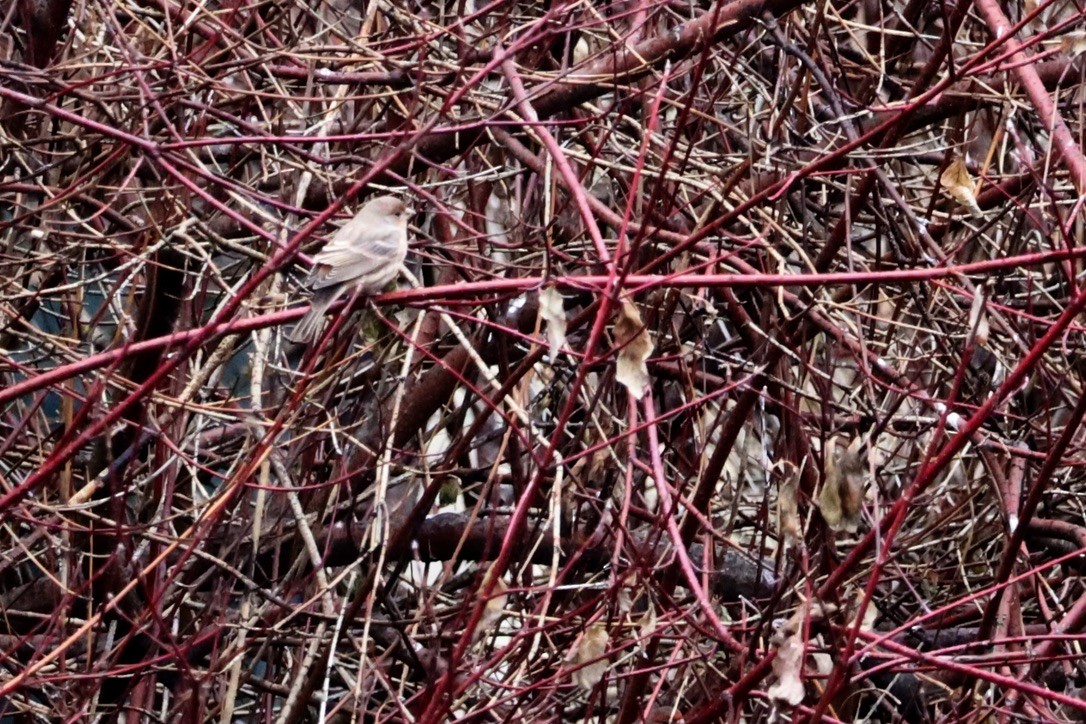 House Finch - ML611895430