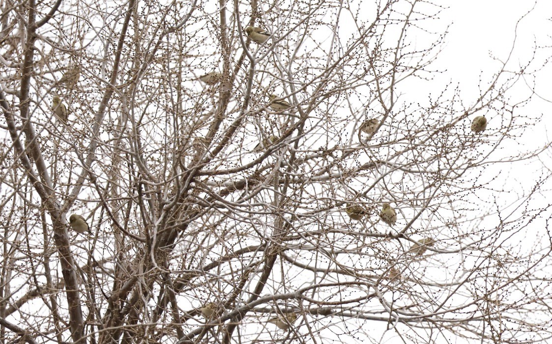 American Goldfinch - ML611895435
