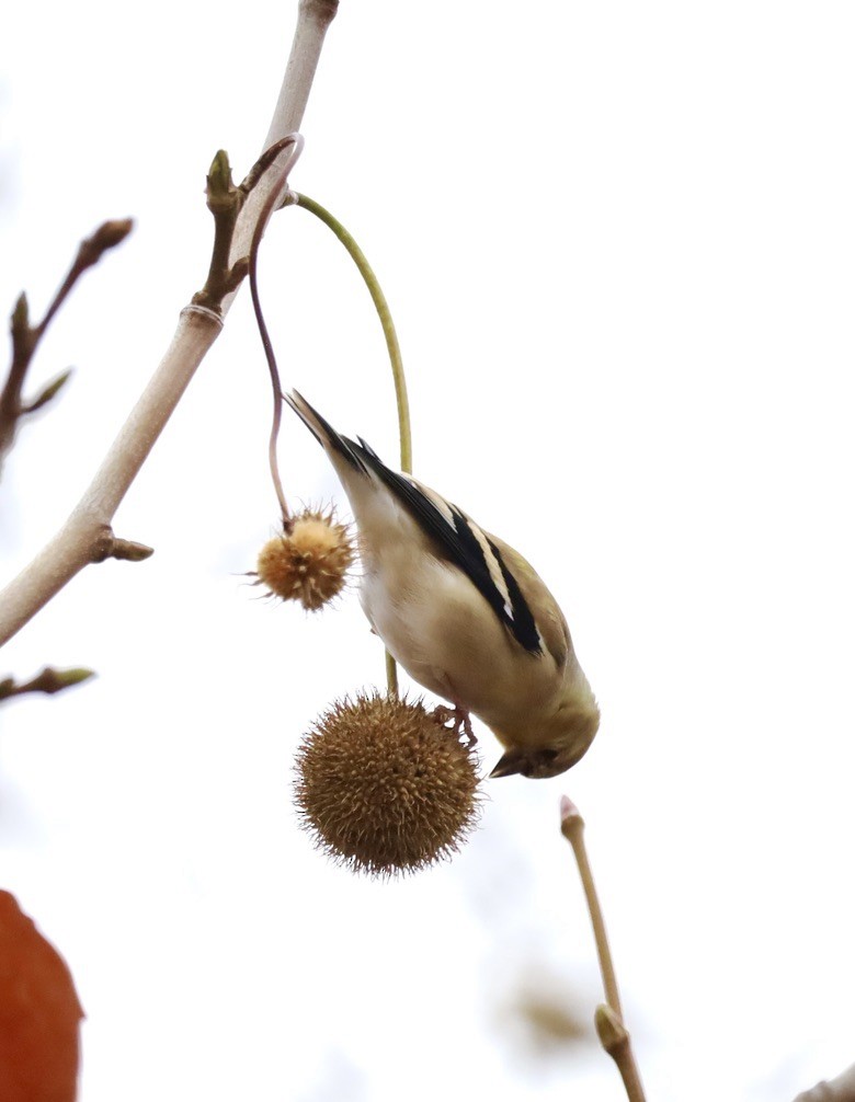American Goldfinch - ML611895436