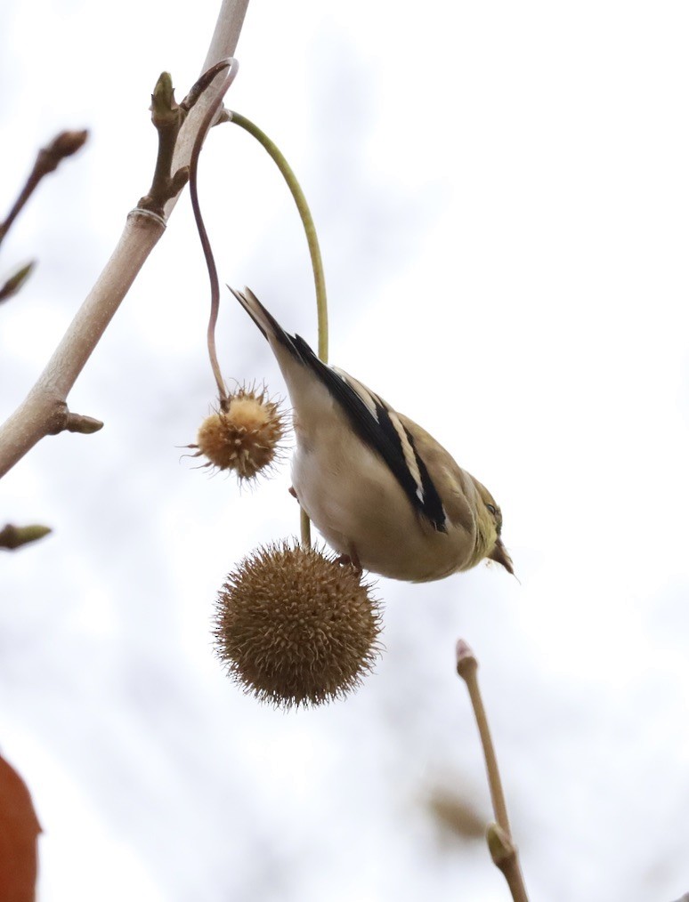 American Goldfinch - ML611895437