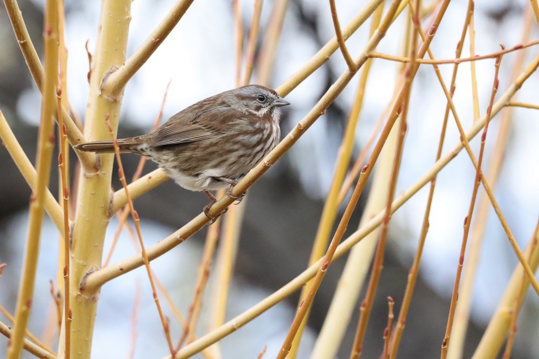 Song Sparrow - ML611895441