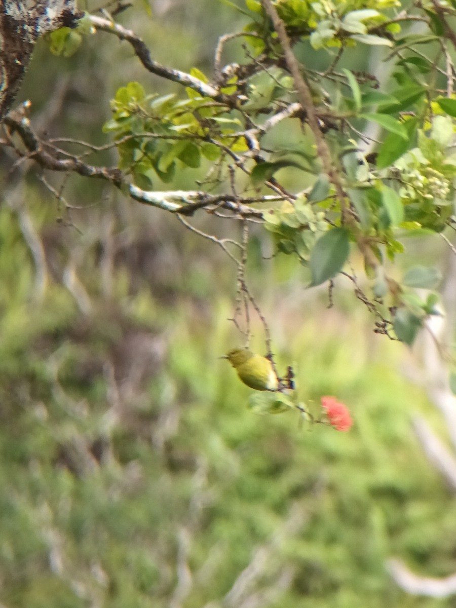 Hawaii-Amakihikleidervogel - ML611895490