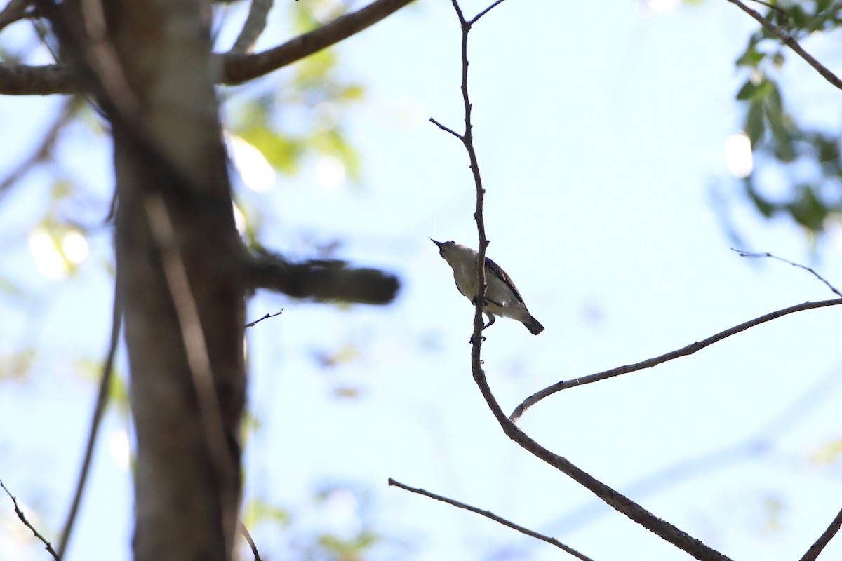 Amani Sunbird - Ohad Sherer