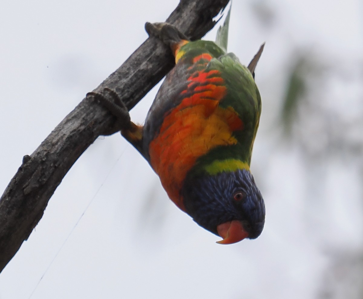 Rainbow Lorikeet - ML611895539